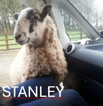 Stanley.jpg