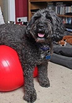 Zippy-on-ball.jpeg