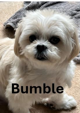 14.-Bumble.jpg