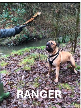 13.-Ranger.jpg
