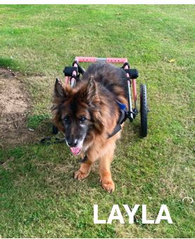 18.-Layla.jpg