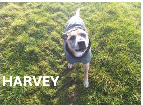 5.-Harvey.jpg
