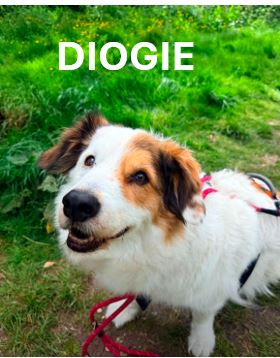 6.-Diogie.jpg